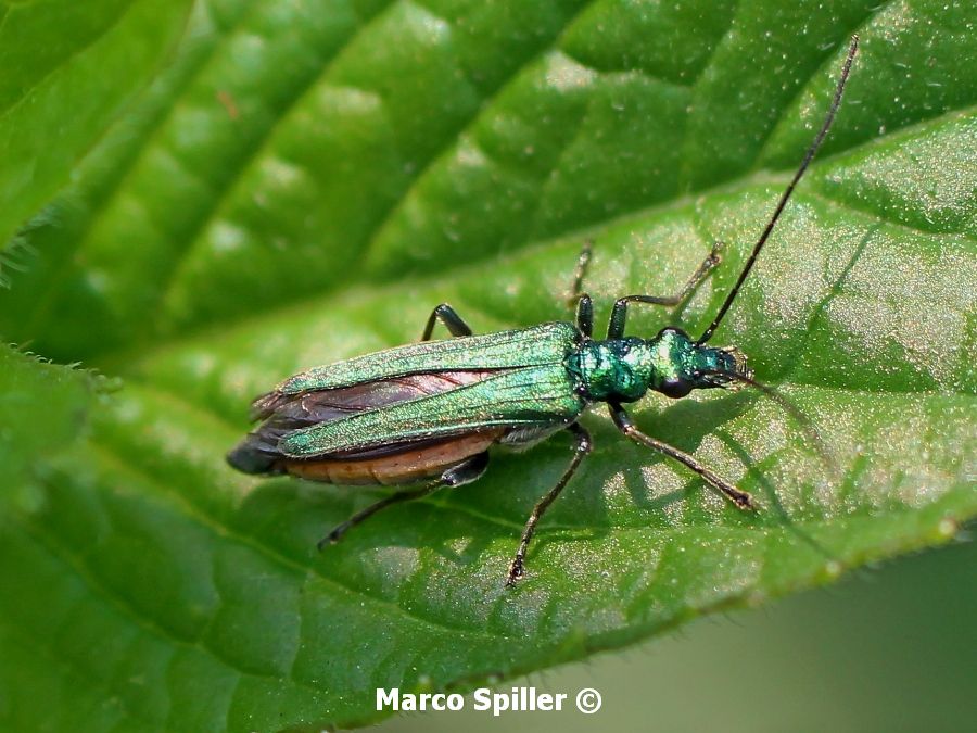 Oedemera nobilis - femmina